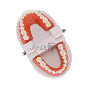 1: 1 standard dinte mucegai Standard dentare model Dentare modelul de predare