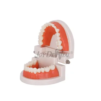 1: 1 standard dinte mucegai Standard dentare model Dentare modelul de predare