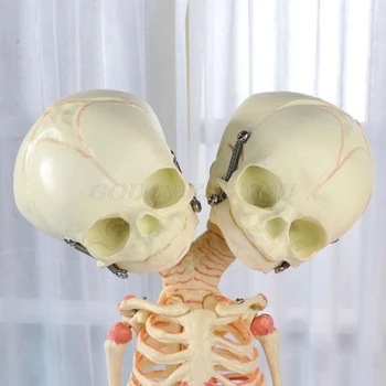 37cm Omului Dublu Cap de Copil Craniu Schelet Anatomia Creierului Display Studiu de Predare Anatomice Model Halloween Bara Ornament