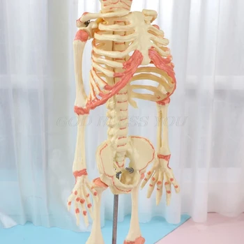 37cm Omului Dublu Cap de Copil Craniu Schelet Anatomia Creierului Display Studiu de Predare Anatomice Model Halloween Bara Ornament
