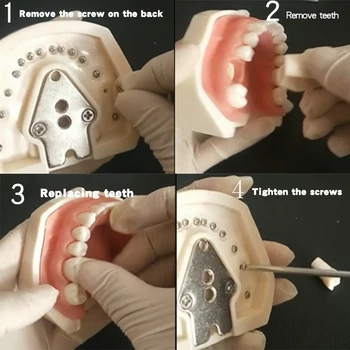 Model De Cap Dentare Simulator Dinte Model Poate Fi Instalat Pe Un Spătar De Scaun Stomatologic Dentist Pentru Predare