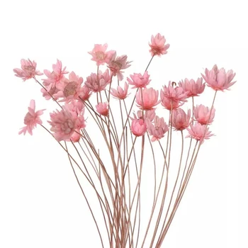 30pcs Decorative Flori Uscate Mini Daisy Stea Mică Buchet de Flori Naturale, Plante păstra Florale pentru Nunta Decor Acasă