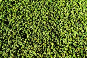 New sosire organice uscate Sichuan piper verde si verde Chinezesc prickly ash ambalare în Vid