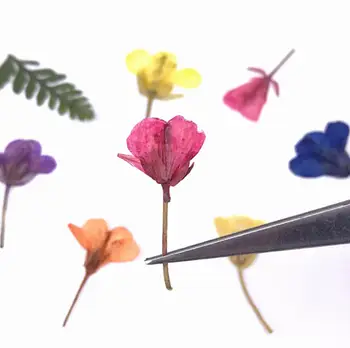 60pcs Apăsat Uscate de Flori de Canola Plante Ierbar Pentru Rășină Epoxidică de Luare de Bijuterii Machiaj Fata Nail Art Ambarcațiuni DIY