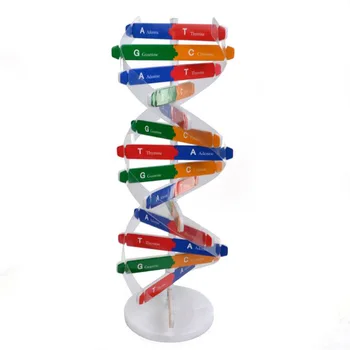 Cel mai bun de Vânzare DIY Gene Umane ADN Modele de Dublu Helix Știință Popularizarea Didactice Știință Instrumente de Învățare de Învățământ de Jucărie
