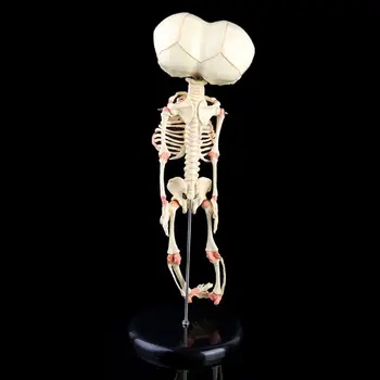 Copil Uman Deformat Cap De Craniu De Cercetare Model De Schelet Anatomice Anatomia Creierului De Predare Studiu De Afișare