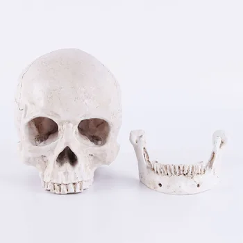 HeyMamba Decor Halloween Craniu Model Statuia Omului Anatomice Anatomia Capului Modelul Medical Bar Acasă Decorare