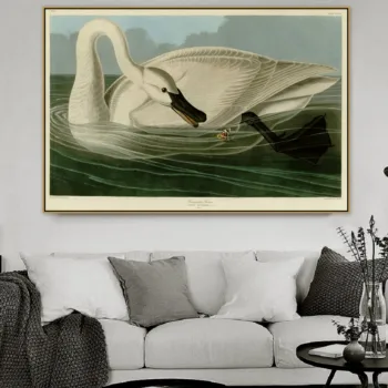John James Audubon Vechi Maestru Renumit Artist Trompetist Swan am Panza Pictura Poster de Imprimare pentru Camera Decor de Perete de Perete opera de Arta