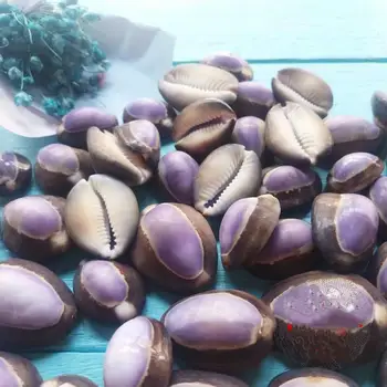 Naturale cochilie de scoică shell violet decorative amenajare acvariu rezervor de pește ornamente mini coji de decor marin