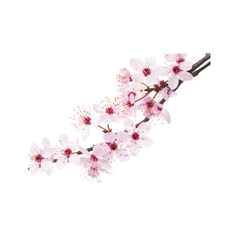 AKARZ Faimosul brand naturale Cherry blossom ulei esențial de albire a pielii de a Restabili elasticitatea pielii Relaxa Cherry blossom ulei