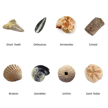 Simulare Săpăturilor Arheologice Cadou Educația Timpurie Puzzle Săpat Shell Model De Ipsos Fosili Jucărie