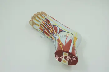&piciorului anatomie model,1:1 dimensiune picior de om model, sistemul nervos, picior, mușchi și tendon anatomie model.