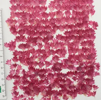 100buc Centaurea Albăstrea Presat de Flori Uscate de Umplere Pentru Rășină Epoxidică de Luare de Bijuterii carte Poștală Cadru Caz de Telefon Ambarcațiuni DIY