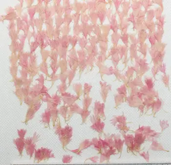 100buc Centaurea Albăstrea Presat de Flori Uscate de Umplere Pentru Rășină Epoxidică de Luare de Bijuterii carte Poștală Cadru Caz de Telefon Ambarcațiuni DIY