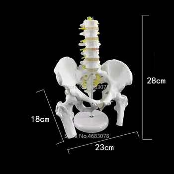 Pelviene model cu cinci coloanei vertebrale lombare modele Umane,model de schelet Femural lombare disc intervertebral model 28x23x18cm