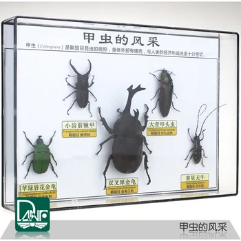 3/5/8 tipuri de Insecte exemplare beetle Cicindela aurulenta Fabricius rypoxylus dihotomice predarea științelor echipamente