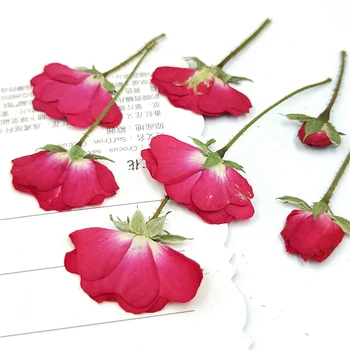 20-24buc,Naturale Presate Trandafiri cu tulpina,Veșnică Uscate de Flori de trandafir pentru DIY invitatii de Nunta Ambarcațiuni Foto Marcaj Carduri Cadou