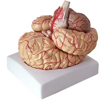 Corpul uman creierul mare anatomie model de transport gratuit modelul creierului artere
