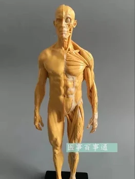 30cm rășină CG pictura sculptura model masculin musculo-anatomia corpului uman, structura de artă model de cumpărături gratuit