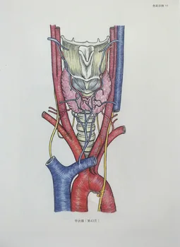 Completați Anatomia Umană Carte de Colorat Corpul muscular anatomie linie carte de desen și fiziologie cu poza