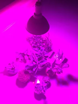 Puternic de 800 de Plante LED-uri Cresc de Lumină interioară întregul Spectru Sere de Flori fito Lampa de cort Legume cu efect de Seră growbox cultivo E27