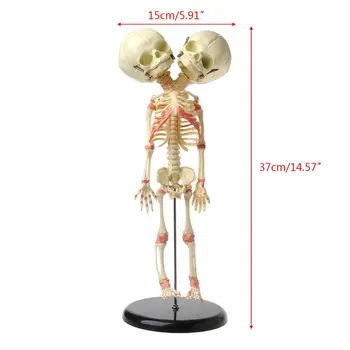 37cm Omului Dublu Cap de Copil Craniu Schelet Anatomia Creierului Display Studiu de Predare Anatomice Model