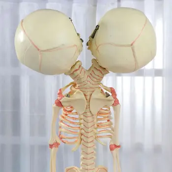 37cm Omului Dublu Cap de Copil Craniu Schelet Anatomia Creierului Display Studiu de Predare Anatomice Model