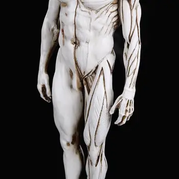 30cm modelul Corpului Uman Musculare Rășină Statuie Sculptură Umană Anatomice anatomie scheletul Medicale Artist instrumente de Desen