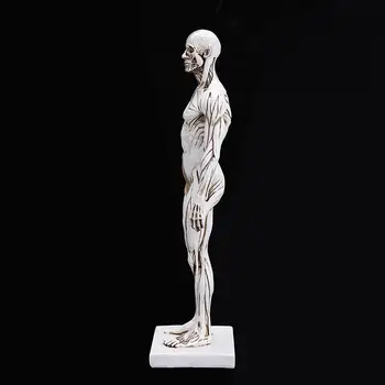 30cm modelul Corpului Uman Musculare Rășină Statuie Sculptură Umană Anatomice anatomie scheletul Medicale Artist instrumente de Desen