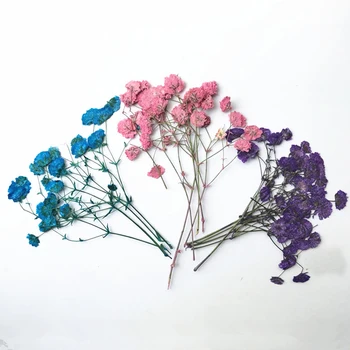 9 Culori Diferite de Colectare Înstelat expxy specimen de flori uscate de presă flori naturale DIY handmande florale 1 lot/120pcs