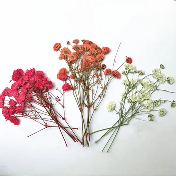 9 Culori Diferite de Colectare Înstelat expxy specimen de flori uscate de presă flori naturale DIY handmande florale 1 lot/120pcs