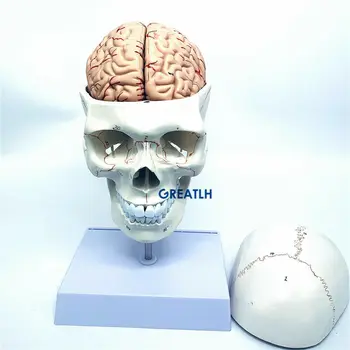 1:1 craniu creier anatomice cu coloanei vertebrale cervicale schelet model Detașabil anatomică model