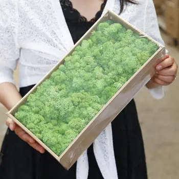 Verde Naturale Conservate Moss Durată Conservate norvegiană Ren Mușchi de Flori Reale Plante pentru Gradina Casa de Nunta DIY Decorare