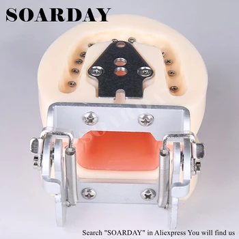SOARDAY Dentare Standard Dinți Model Moale Gingiilor Instruire Dentist Comunicarea cu Pacientul