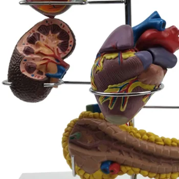 Diabet Anatomice Model student la Medicină practică echipamente medicale, consumabile de laborator