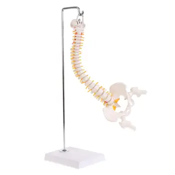 2021 NOI 45cm Flexibil Umane Coloanei Vertebrale Lombare Curba Anatomice Model Anatomia coloanei Vertebrale Medical Instrument de Predare