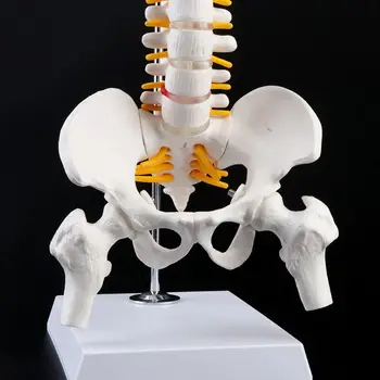 2021 NOI 45cm Flexibil Umane Coloanei Vertebrale Lombare Curba Anatomice Model Anatomia coloanei Vertebrale Medical Instrument de Predare