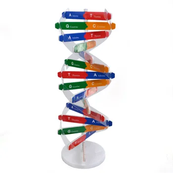 Gene umane Model de ADN-ul Dublu Helix Structura ADN Modele Biologice Știință Experimentală Echipamente 3D Jigsaw Puzzle ADN Kituri