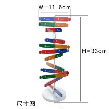 Gene umane Model de ADN-ul Dublu Helix Structura ADN Modele Biologice Știință Experimentală Echipamente 3D Jigsaw Puzzle ADN Kituri